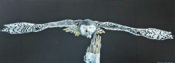 Brenda Henderson Owl Soaring High