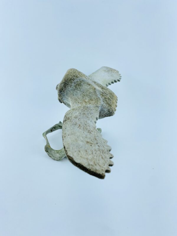 Owl In Flight #1