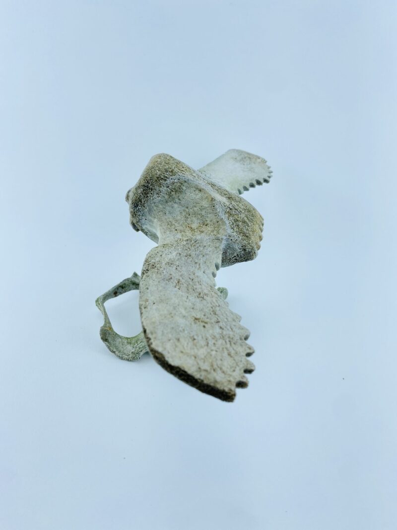 Owl In Flight #1