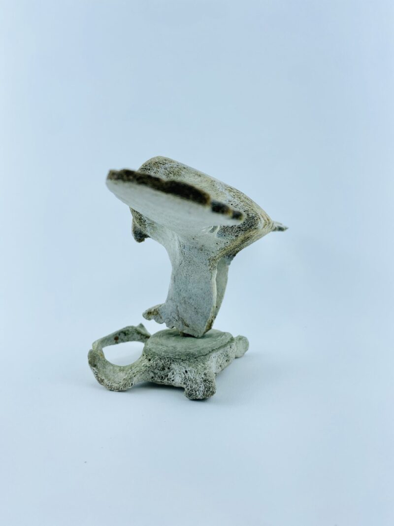 Owl In Flight #1