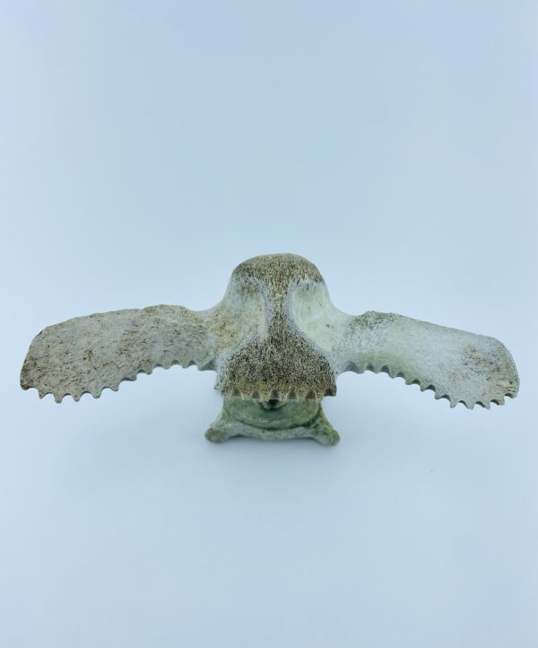 Owl In Flight #1