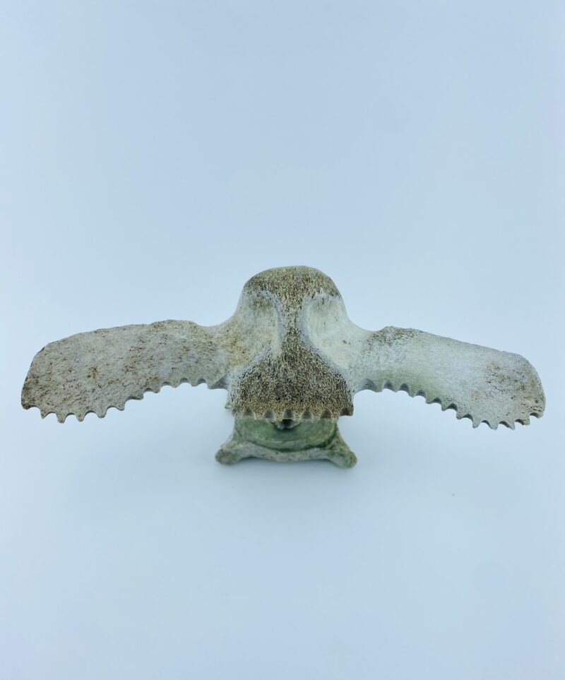 Owl In Flight #1