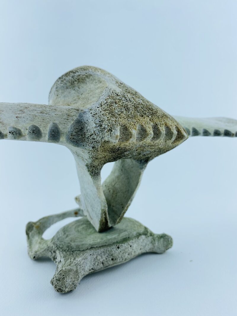 Owl In Flight #1