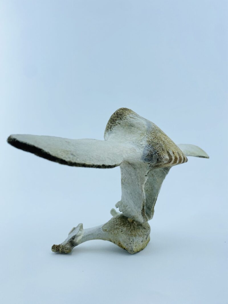 Owl In Flight #2