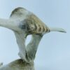 Owl In Flight #2