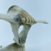 Owl In Flight #2