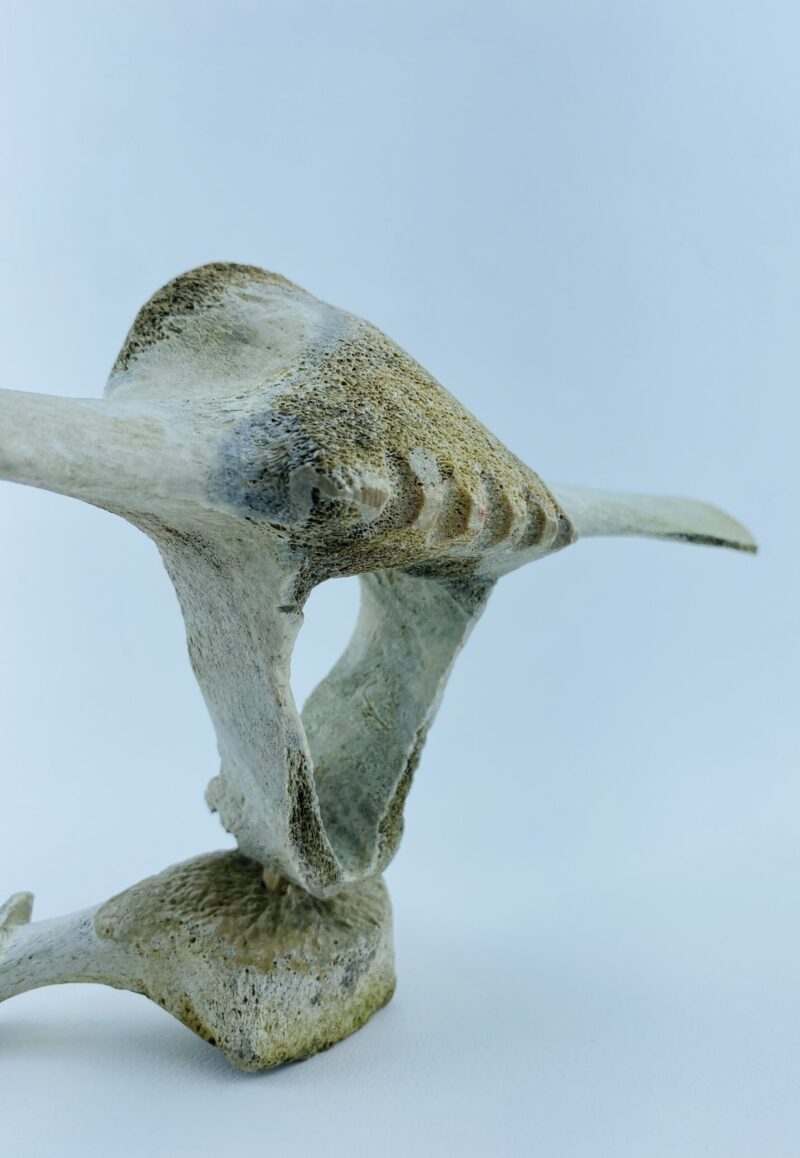 Owl In Flight #2