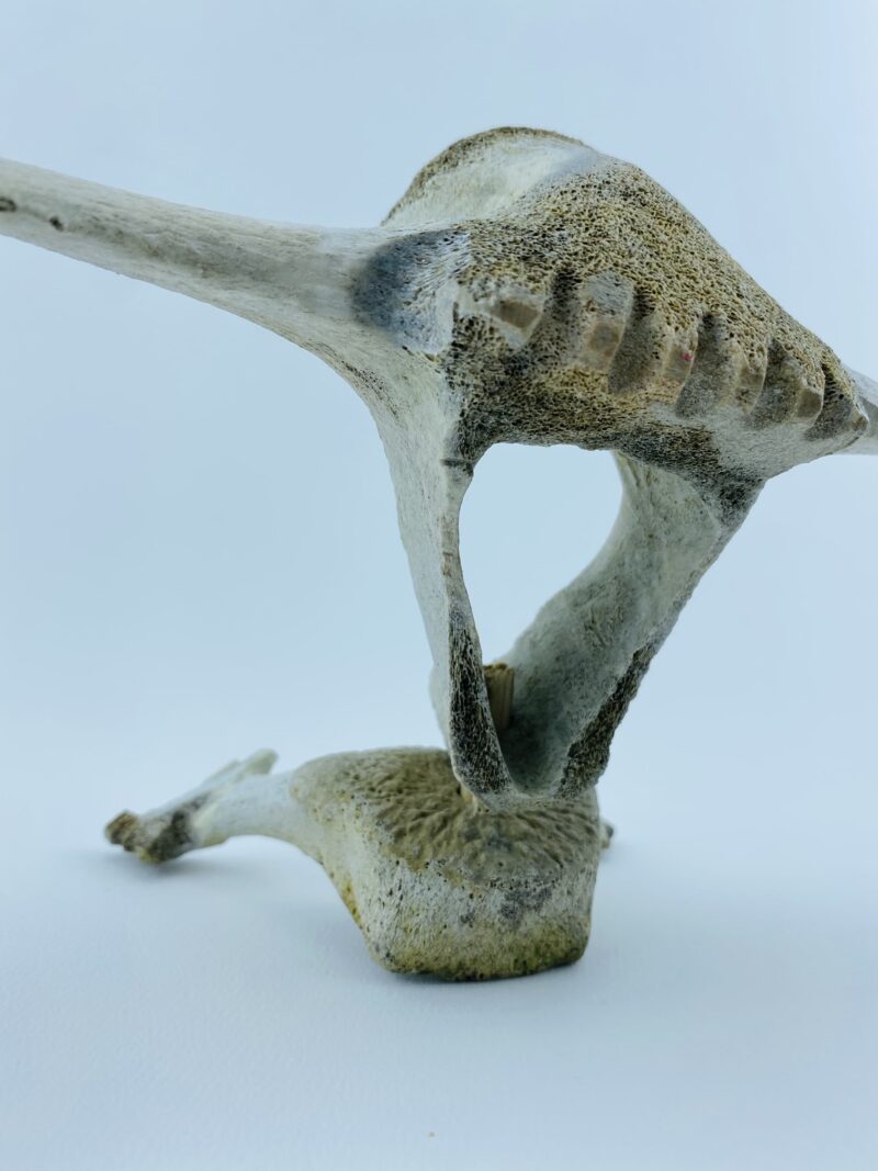 Owl In Flight #2