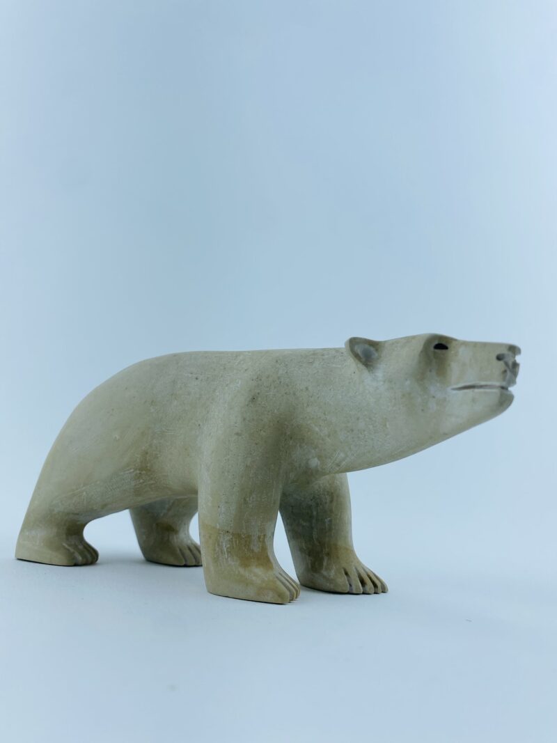 Polar Bear