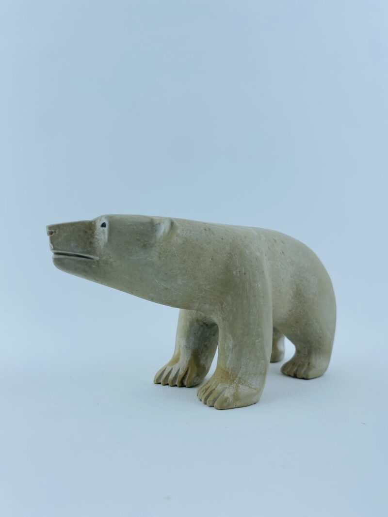 Polar Bear