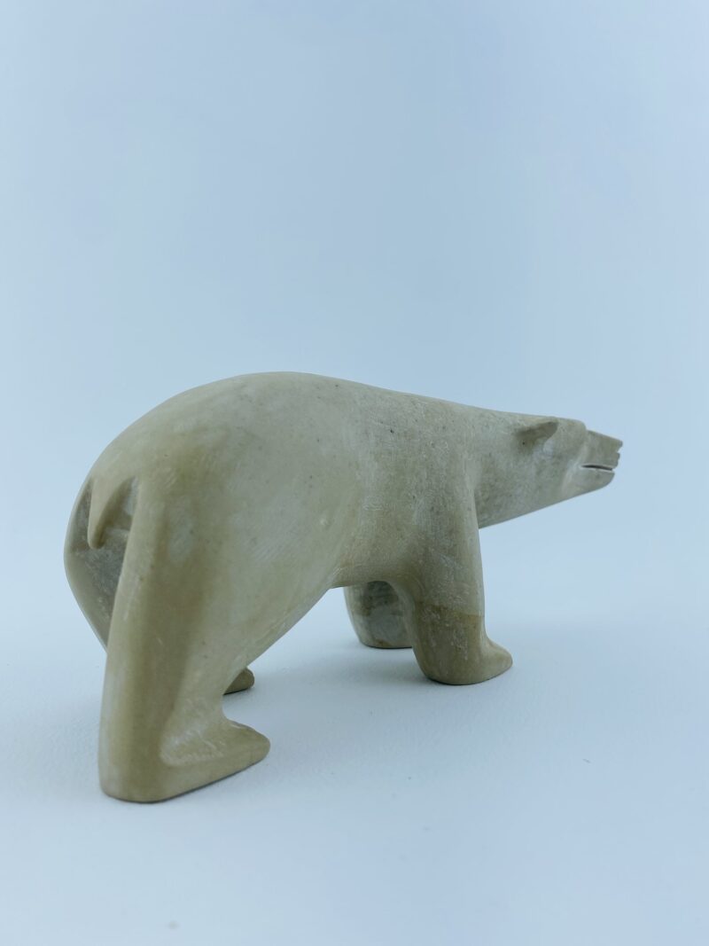 Polar Bear